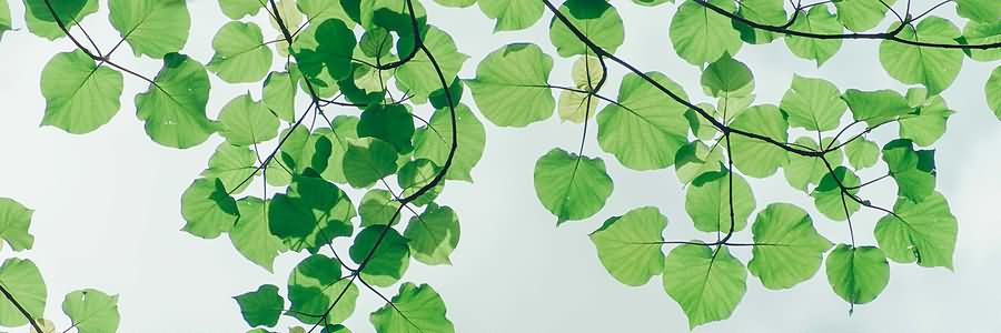 侧边栏壁纸